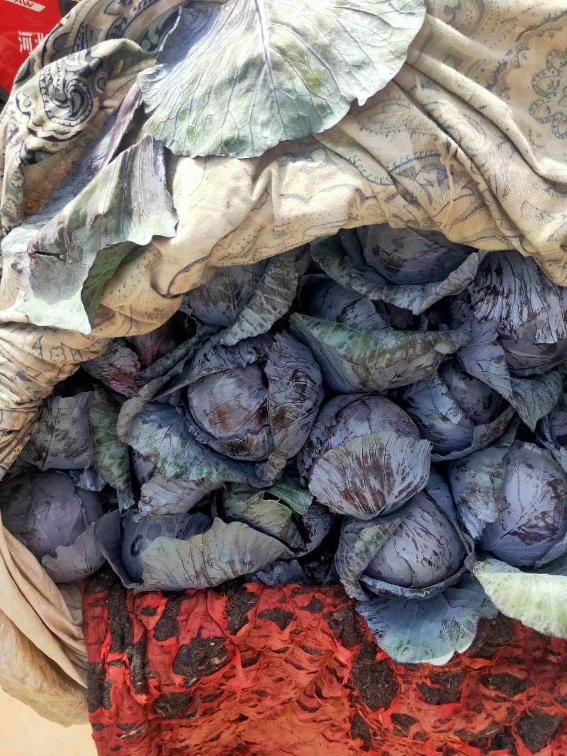 紫甘兰，精品紫甘兰，卡撒罗