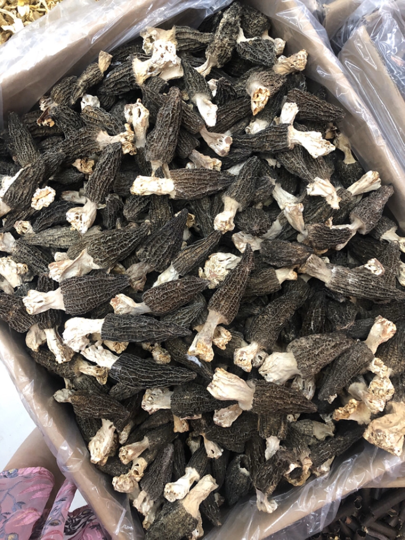 剪角羊肚菌好货肉厚味道浓厚鲜美250g