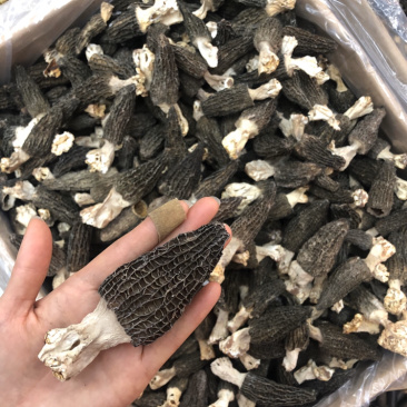 剪角羊肚菌好货肉厚味道浓厚鲜美250g