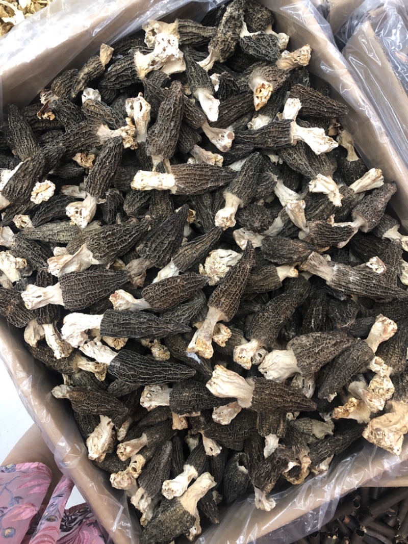 剪角羊肚菌好货肉厚味道浓厚鲜美250g