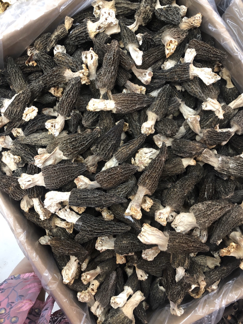 剪角羊肚菌好货肉厚味道浓厚鲜美250g
