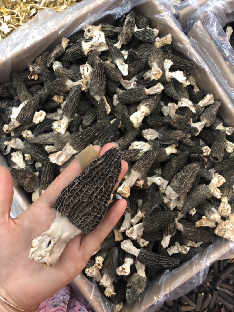 剪角羊肚菌好货肉厚味道浓厚鲜美250g