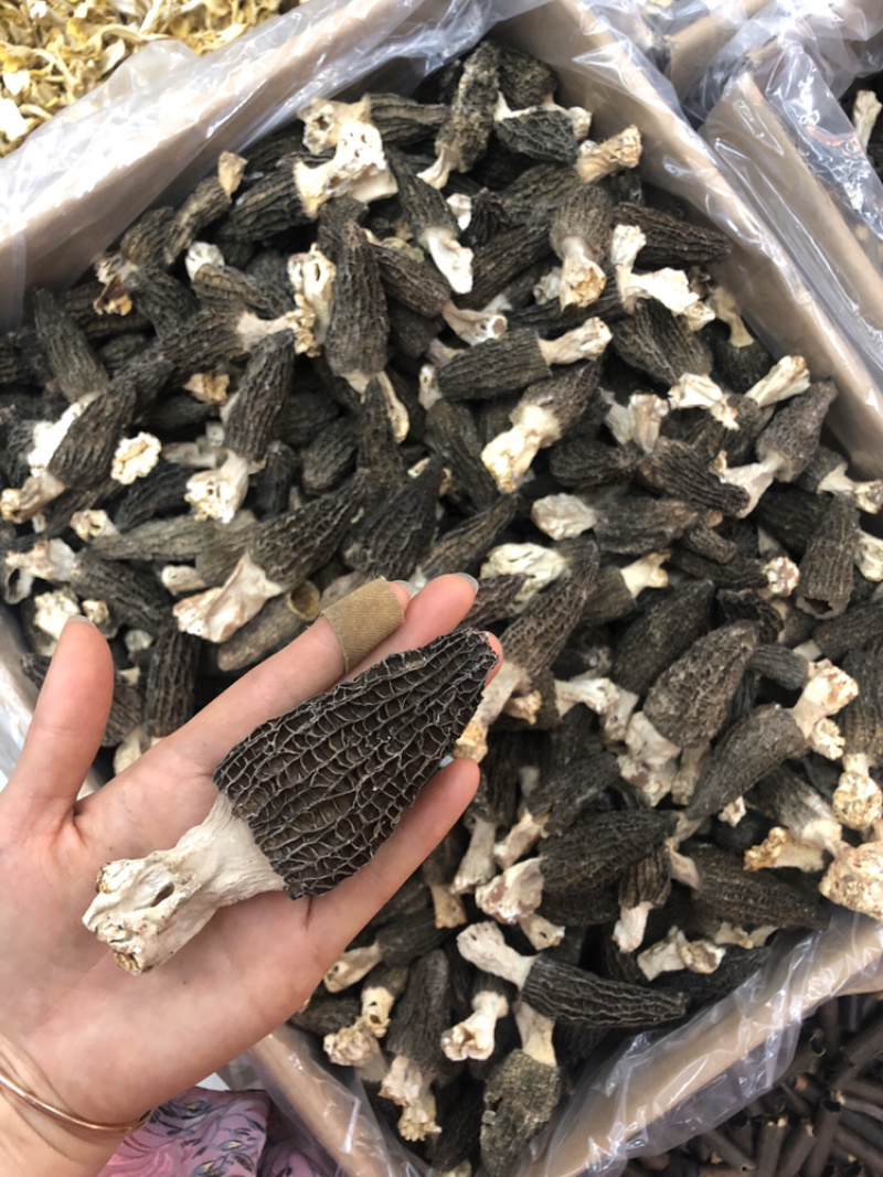 剪角羊肚菌好货肉厚味道浓厚鲜美250g