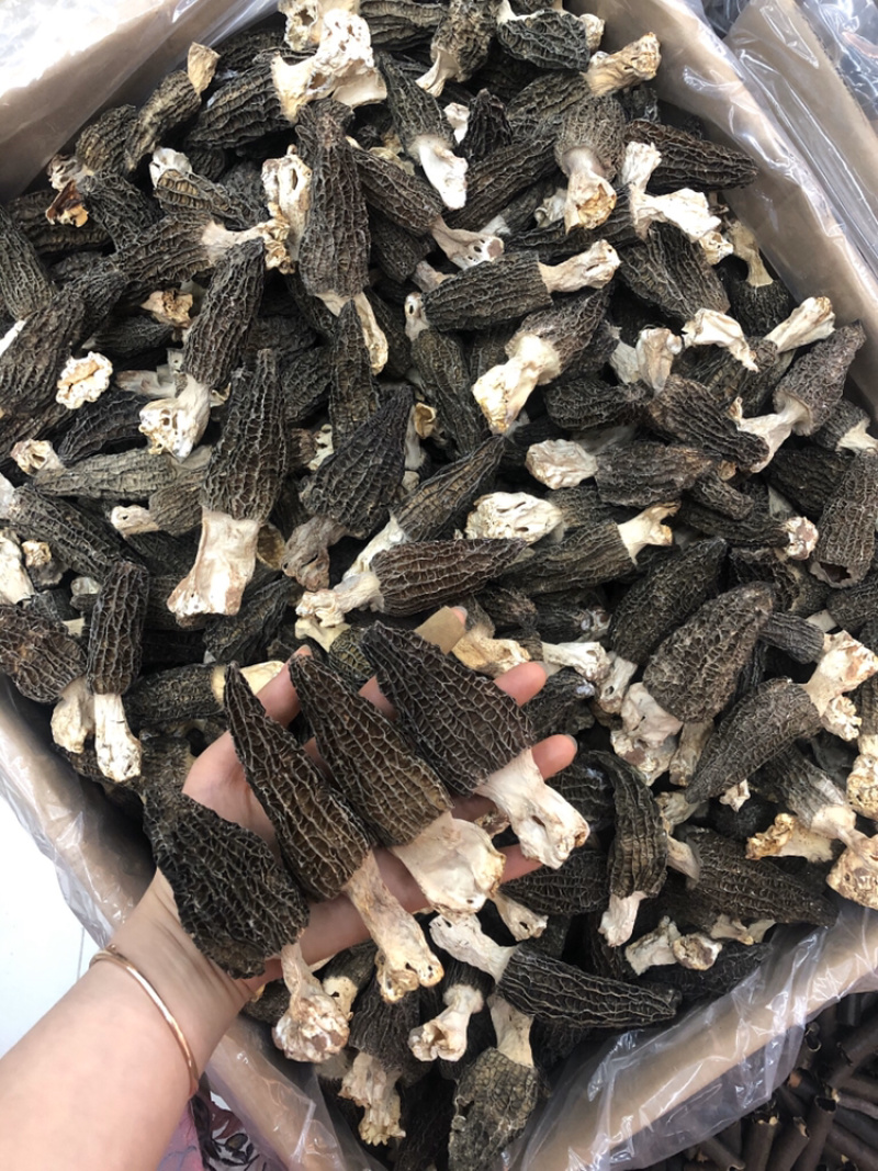 新店特价促销6公分以上优质羊肚菌