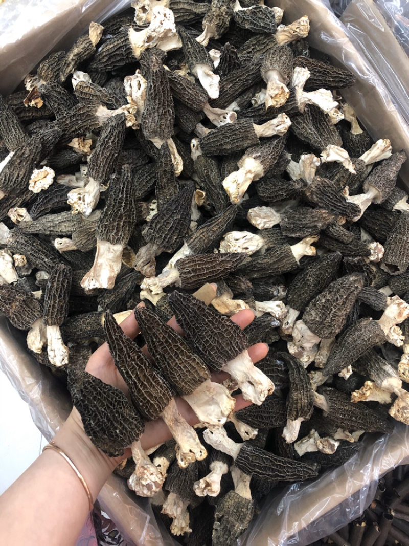 新店特价促销6公分以上优质羊肚菌