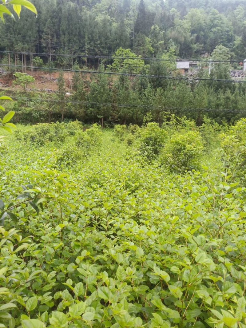 虎杖湖北道地药材虎杖片虎杖段产地直销，品质保证。