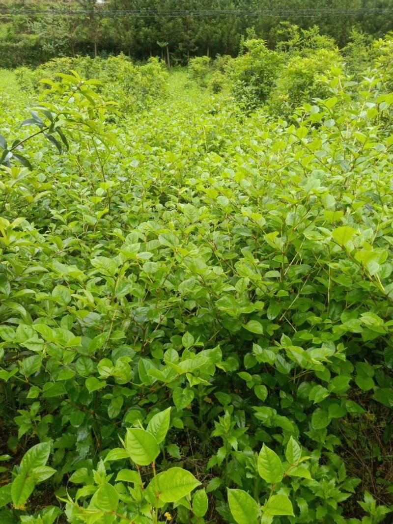 虎杖湖北道地药材虎杖片虎杖段产地直销，品质保证。