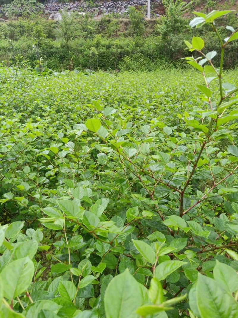 虎杖湖北道地药材虎杖片虎杖段产地直销，品质保证。