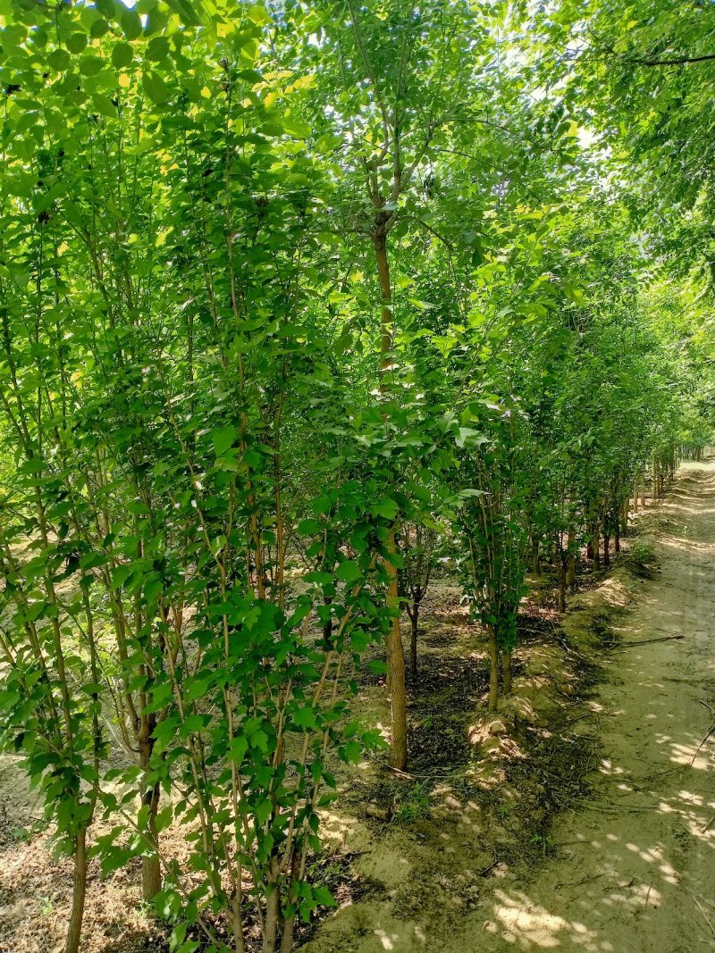 河北省保定市，木瑾定杆