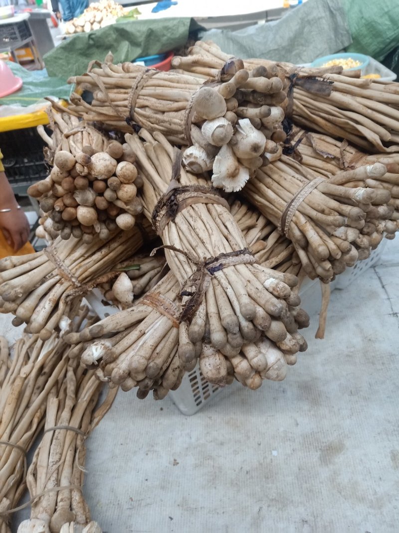 云南普洱蚂蚁谷堆菌_未开伞_煲汤_素炒