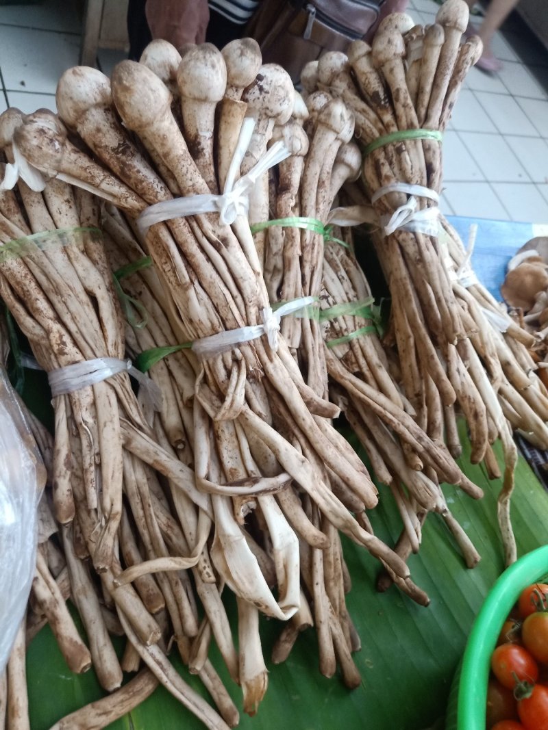 云南普洱蚂蚁谷堆菌_未开伞_煲汤_素炒