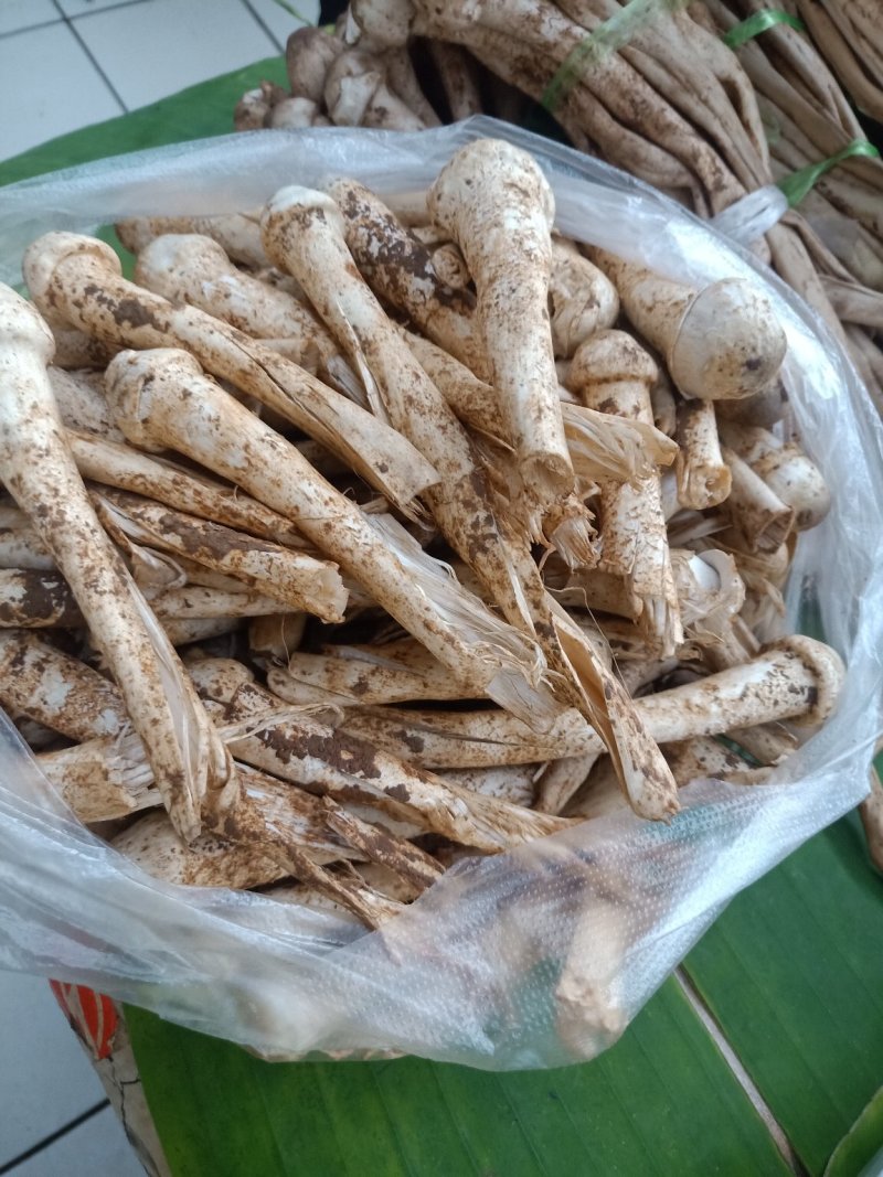 云南普洱蚂蚁谷堆菌_未开伞_煲汤_素炒