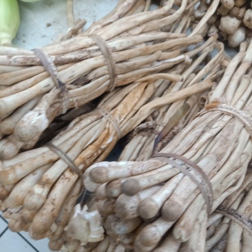 云南普洱蚂蚁谷堆菌_未开伞_煲汤_素炒