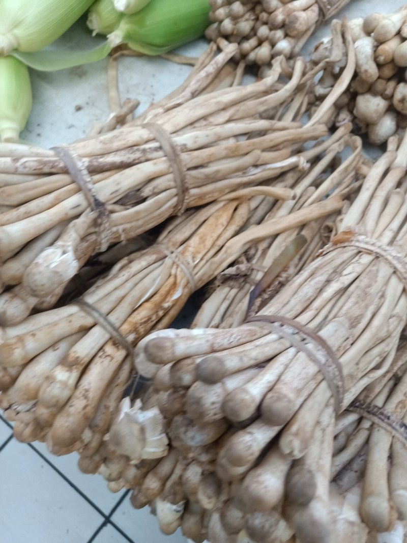 云南普洱蚂蚁谷堆菌_未开伞_煲汤_素炒