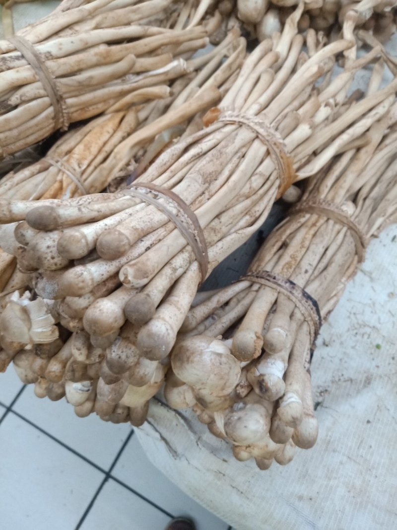 云南普洱蚂蚁谷堆菌_未开伞_煲汤_素炒