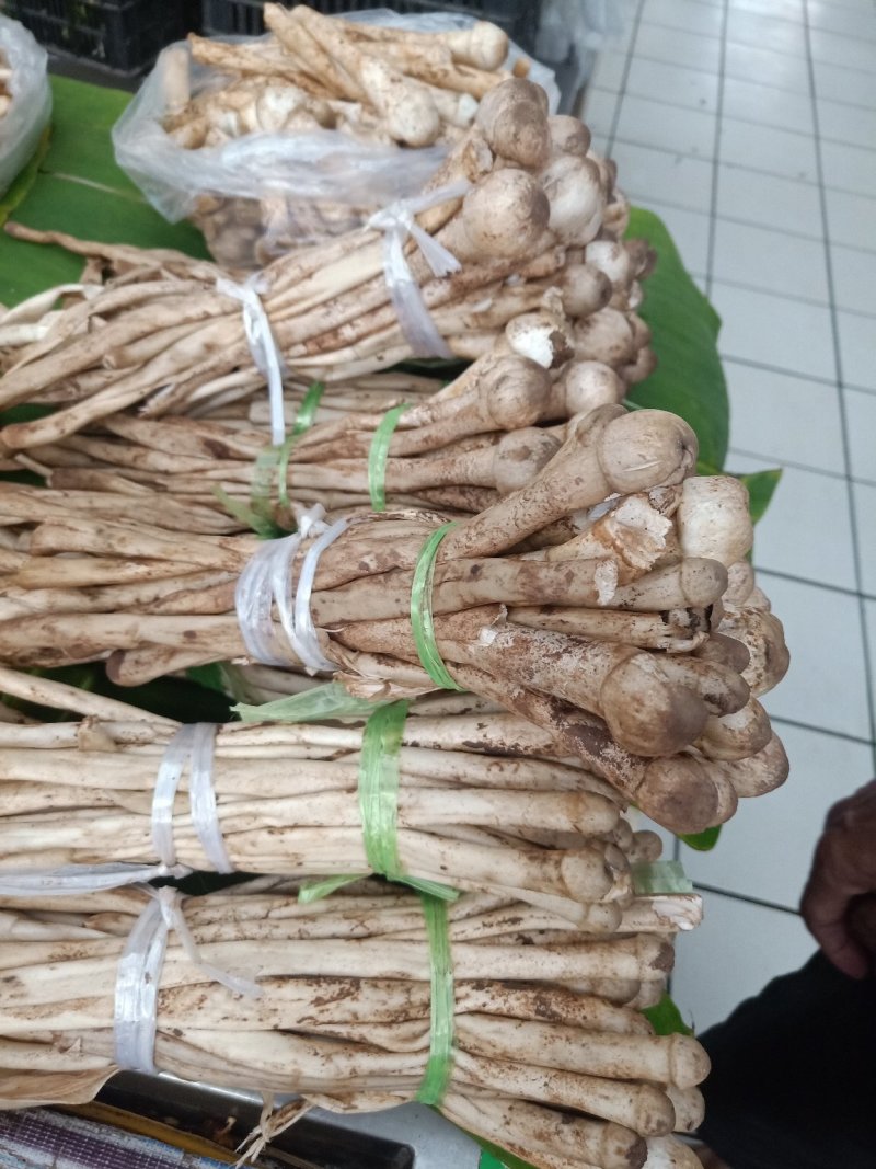 云南普洱蚂蚁谷堆菌_未开伞_煲汤_素炒