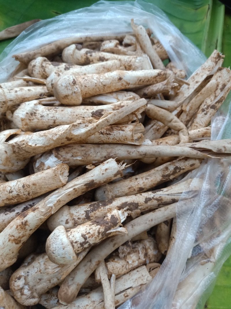 云南普洱蚂蚁谷堆菌_未开伞_煲汤_素炒