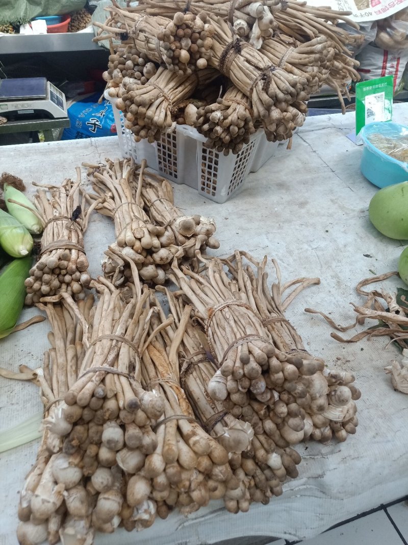云南普洱蚂蚁谷堆菌_未开伞_煲汤_素炒