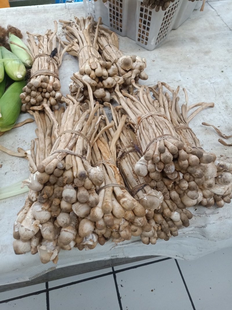 云南普洱蚂蚁谷堆菌_未开伞_煲汤_素炒
