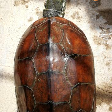 外塘养殖18-30年老种草龟乌龟自制纯鱼虾粉饲喂品质鲜味