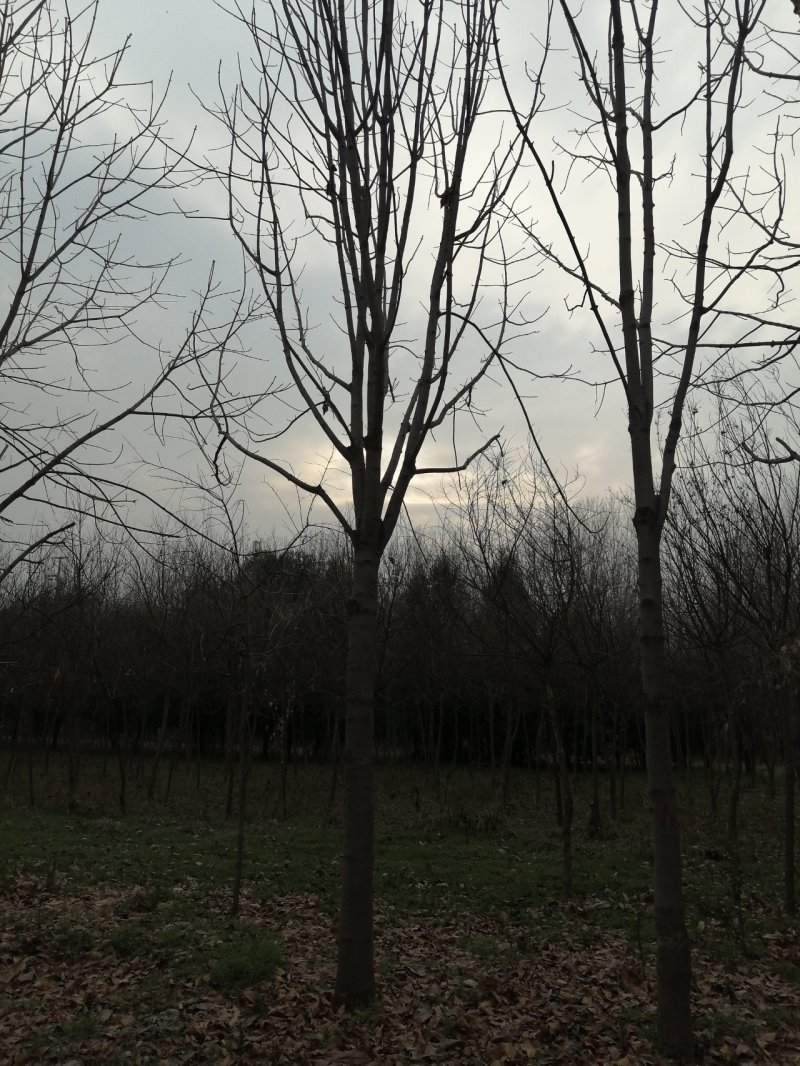七叶树可视频看货产地直销包上车一条龙服务