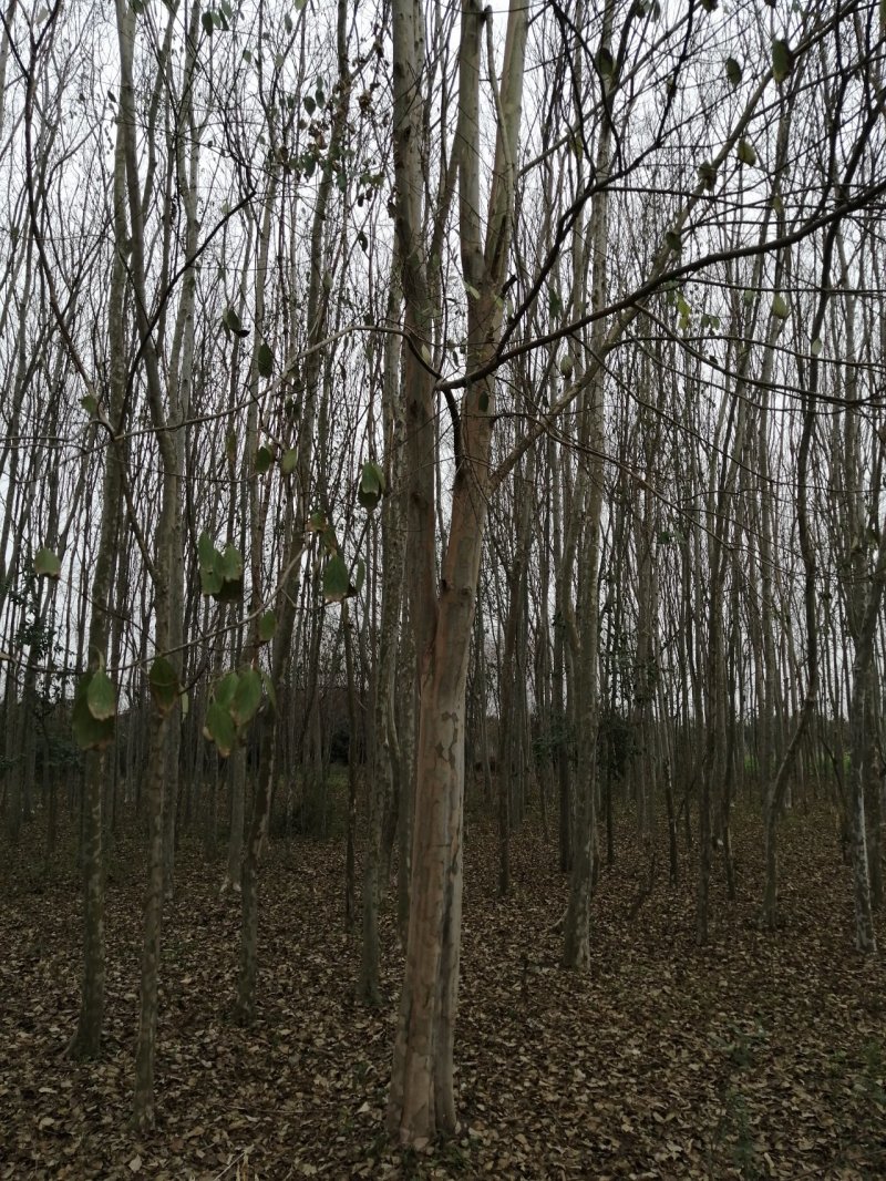 七叶树可视频看货产地直销包上车一条龙服务