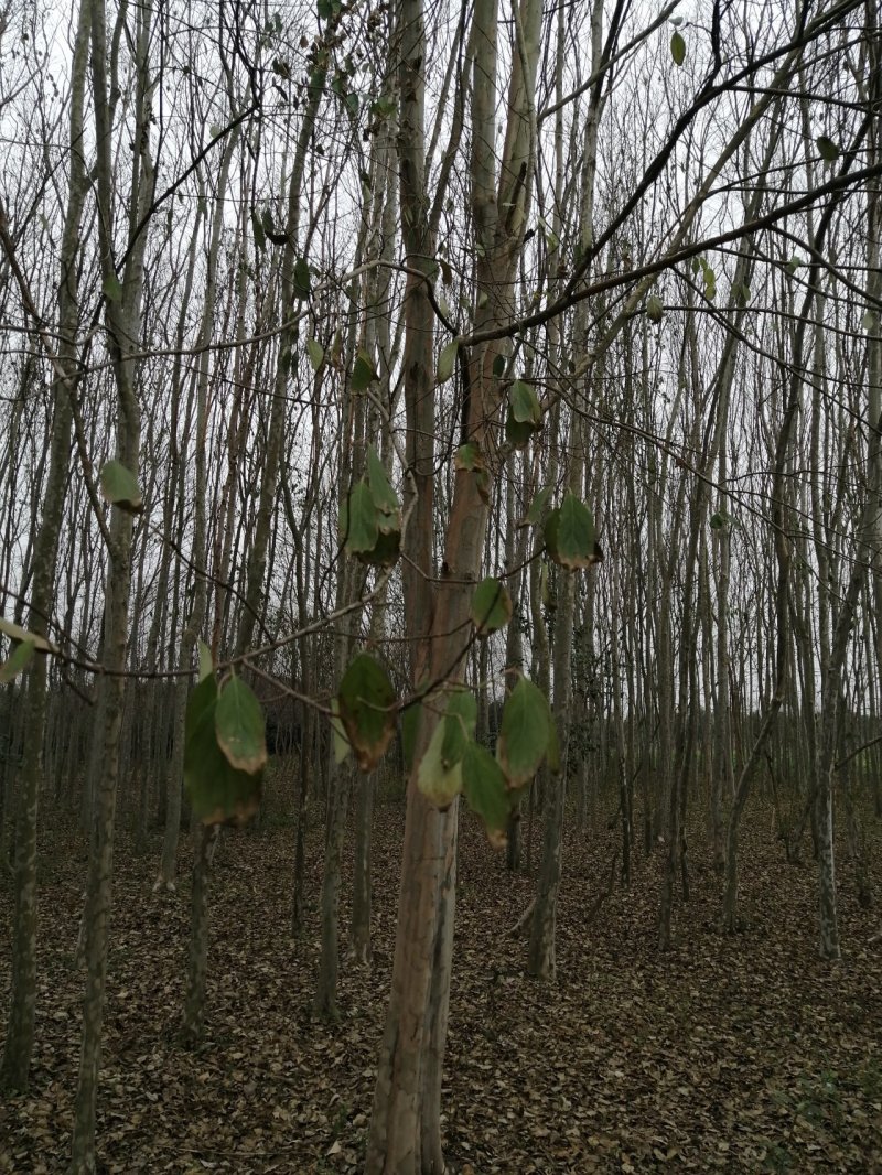 七叶树可视频看货产地直销包上车一条龙服务
