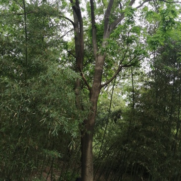 皂角1—100公分皂荚可视频看货包上车一条龙服务