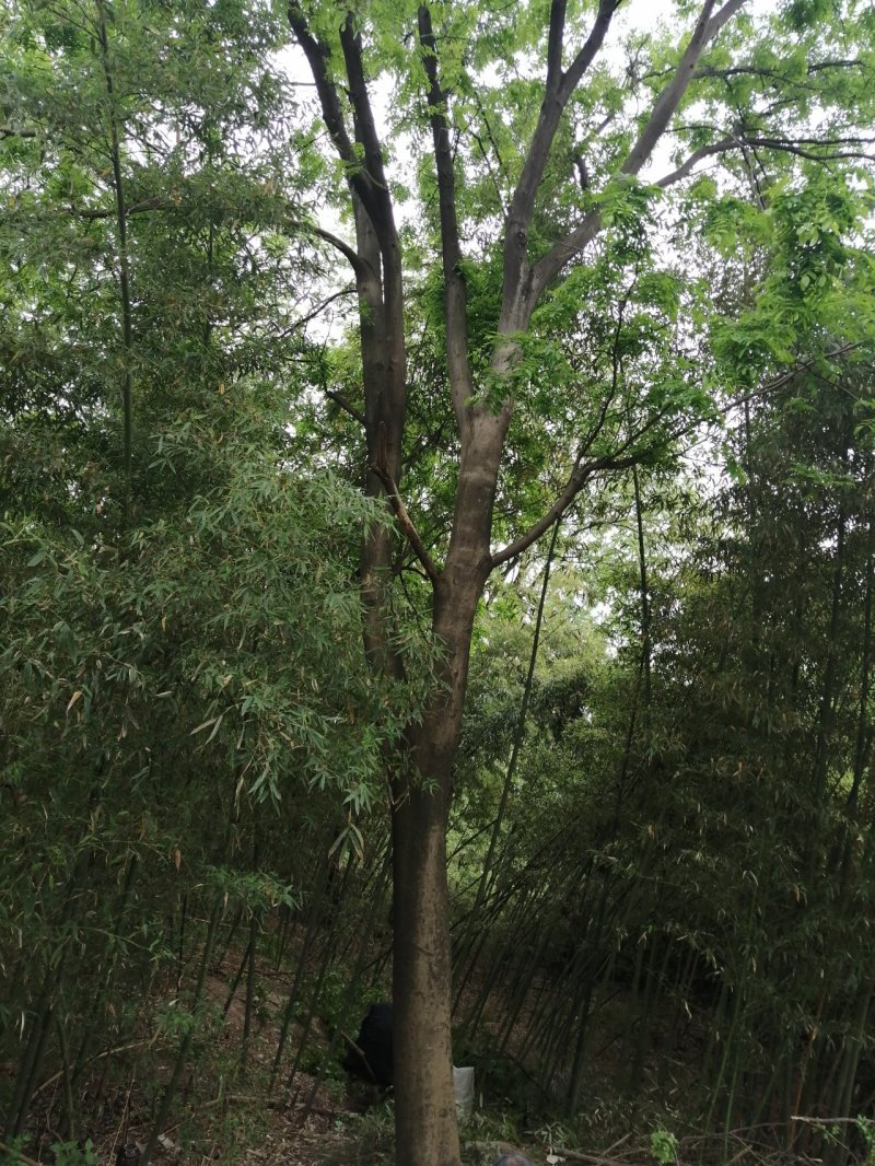 皂角1—100公分皂荚可视频看货包上车一条龙服务