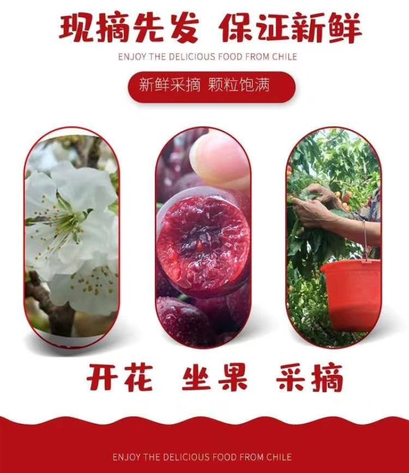 大樱桃