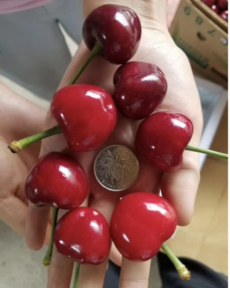 大樱桃