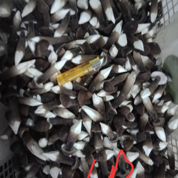 黑皮鸡枞