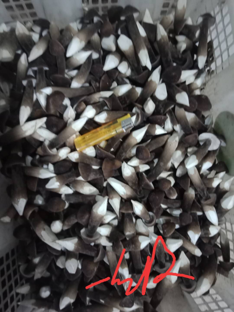 黑皮鸡枞
