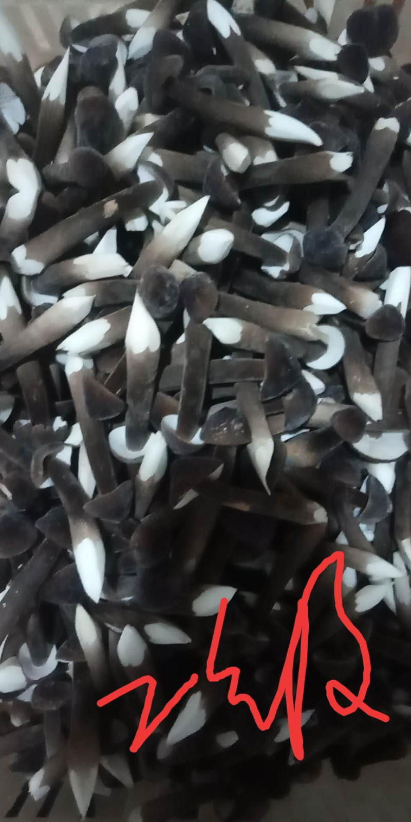 黑皮鸡枞