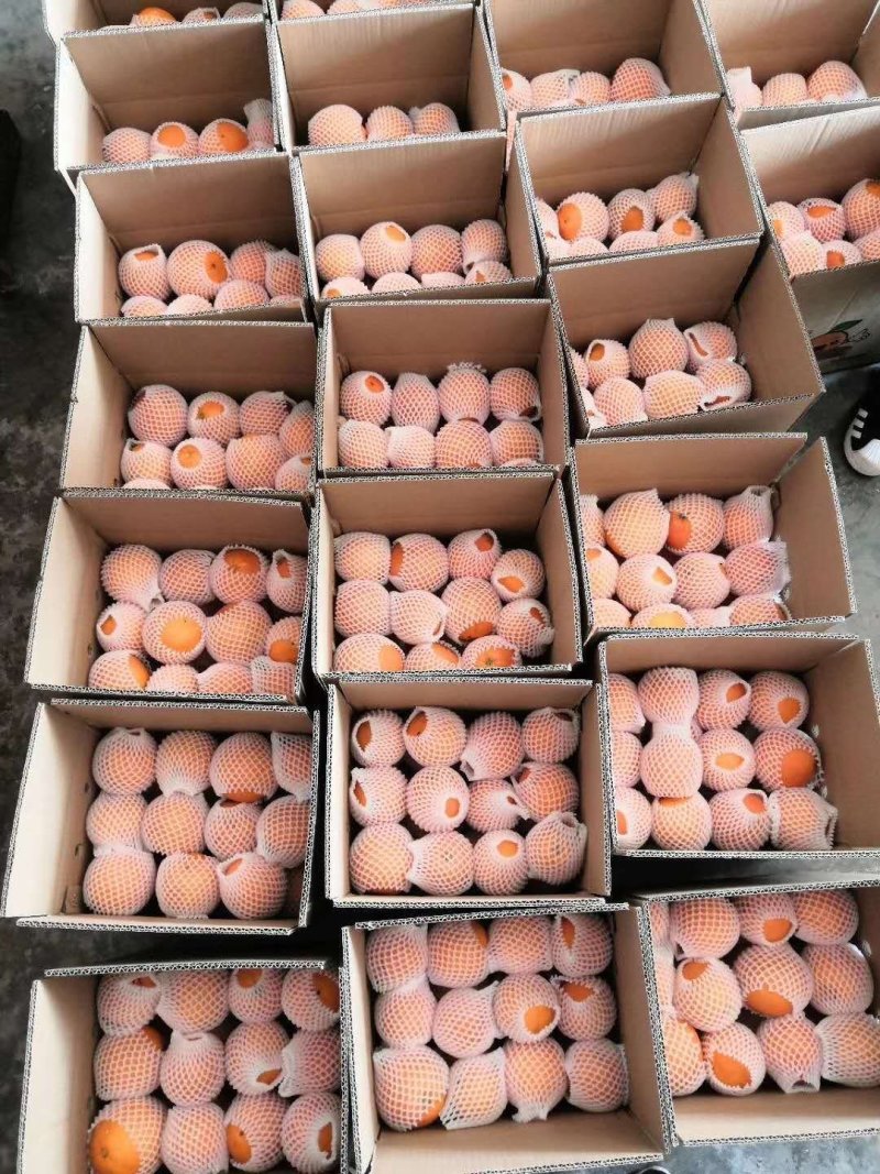 中华红血橙产地大量供应一级果二级果现场採摘.保质保量.