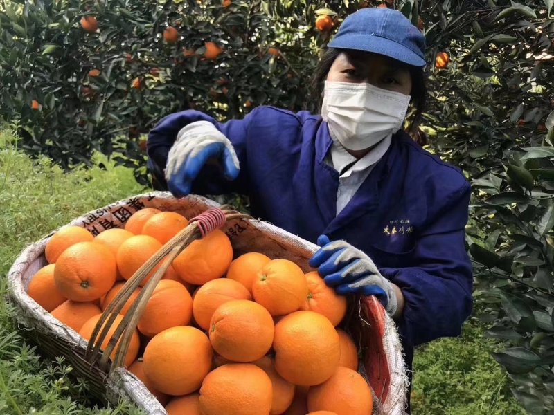 中华红血橙产地大量供应一级果二级果现场採摘.保质保量.