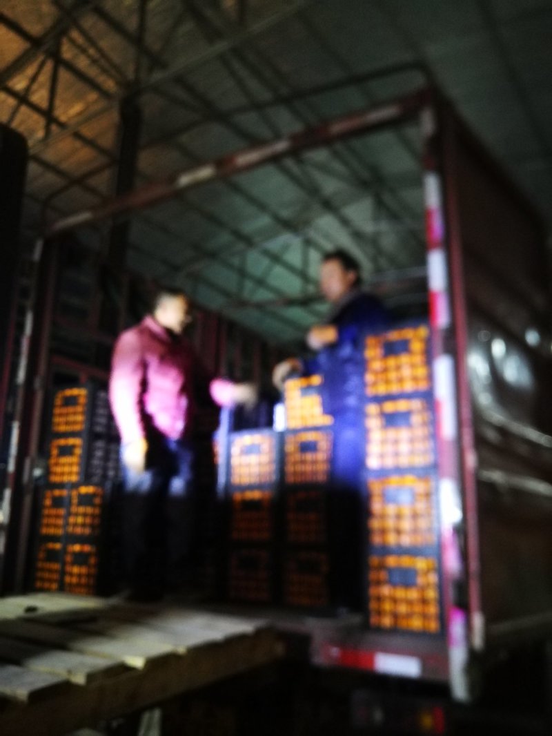 中华红血橙产地大量供应一级果二级果现场採摘.保质保量.
