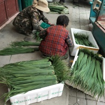 新鲜芦苇叶