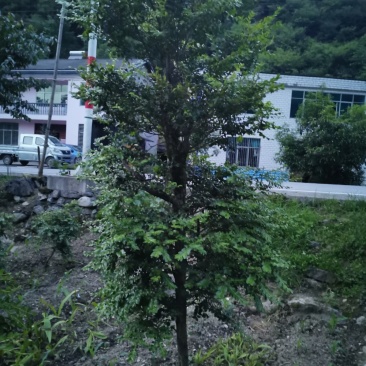 瓜子黄杨
