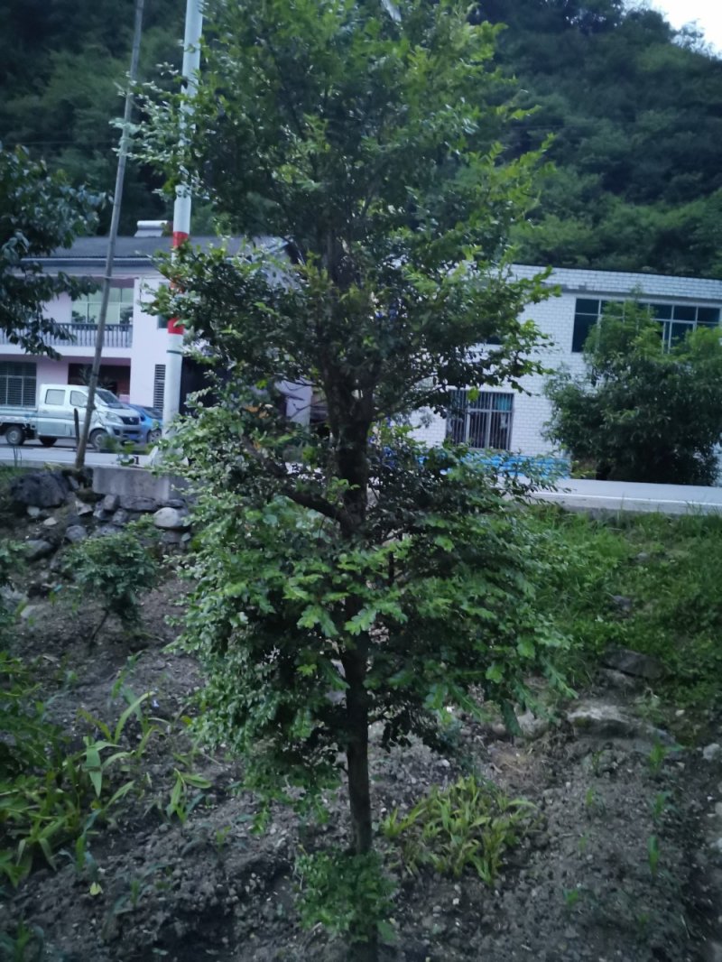 瓜子黄杨