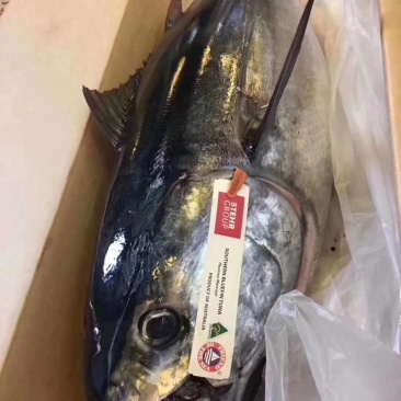 澳洲蓝鳍金枪鱼