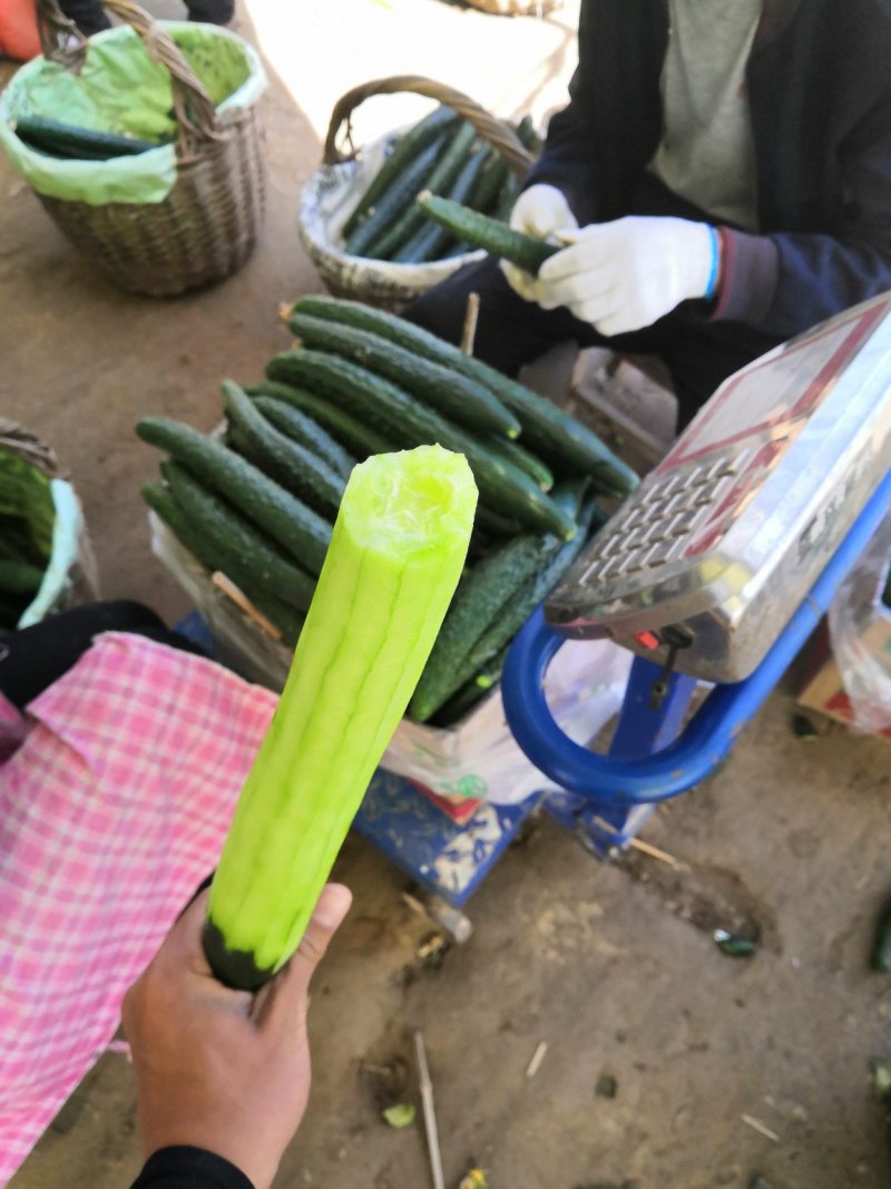 河南鹿邑精品刺瓜25~30公分干花带刺