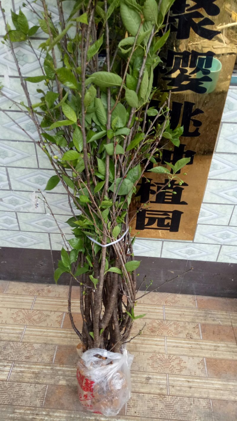 南方大颗粒樱桃苗纯甜颗粒大特丰产自花种一颗也挂果