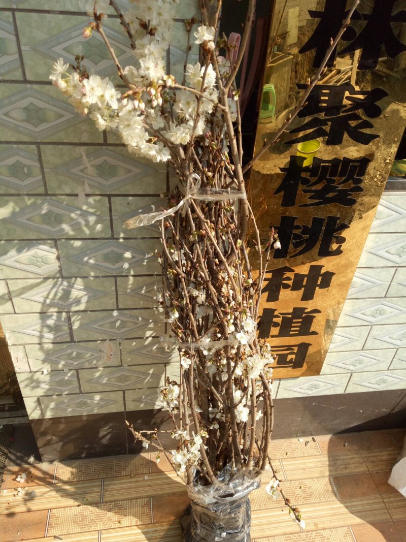 南方大颗粒樱桃苗纯甜颗粒大特丰产自花种一颗也挂果