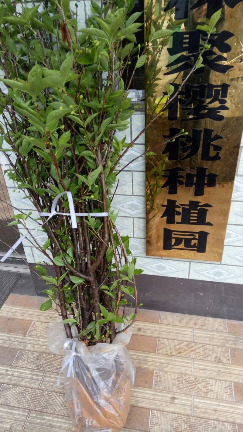 南方大颗粒樱桃苗纯甜颗粒大特丰产自花种一颗也挂果