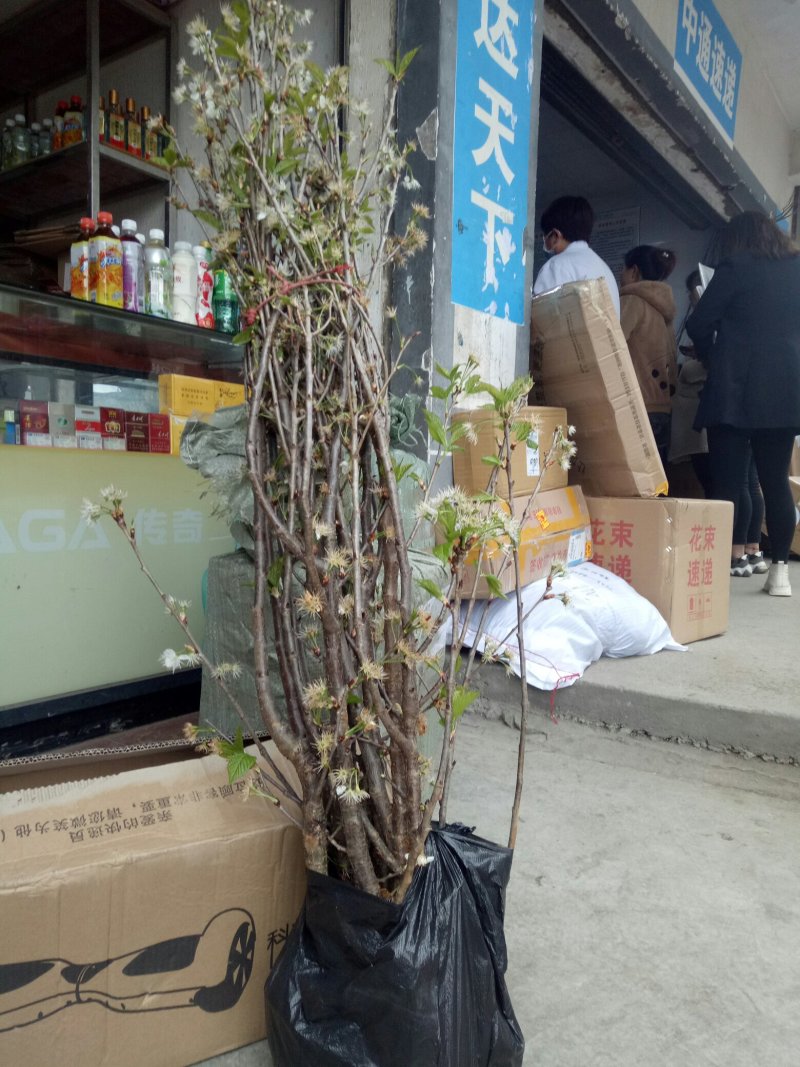 南方大颗粒樱桃苗纯甜颗粒大特丰产自花种一颗也挂果