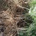芦笋苗一年小苗现挖发货量大优惠