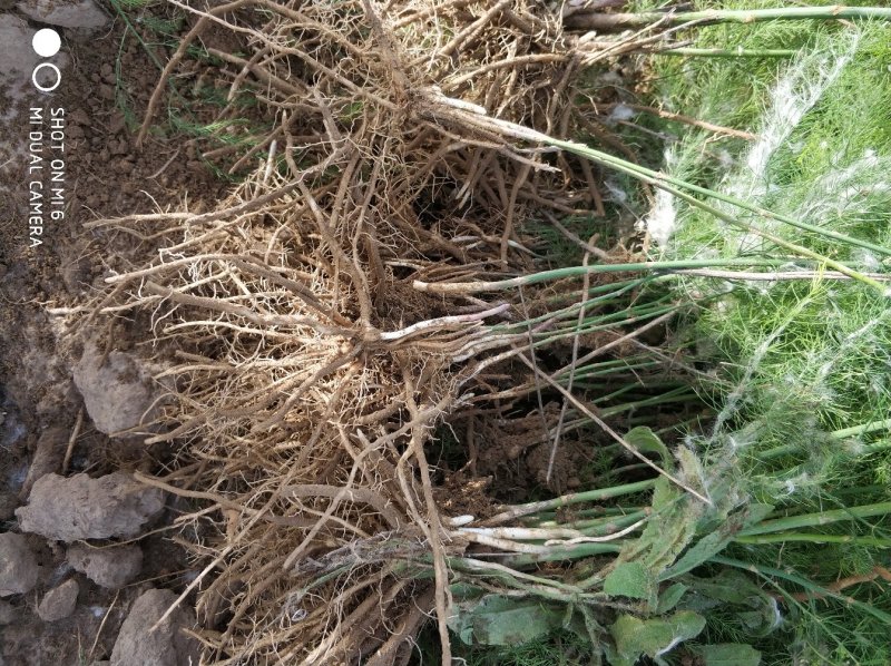 芦笋苗一年小苗现挖发货量大优惠