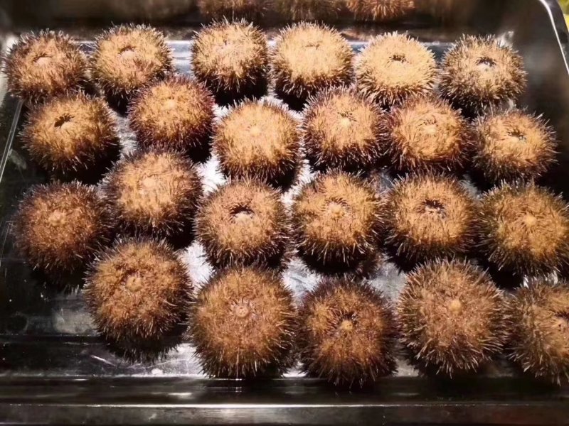马粪海胆