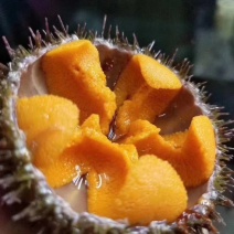 马粪海胆